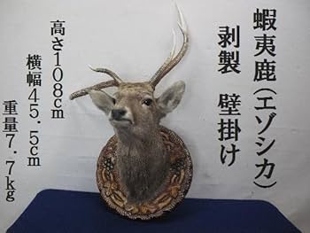 トナカイ　エゾシカ　ハンティングトロフィー　蝦夷シカ　変形角　③ トナカイ エゾシカ ハンティングトロフィー 蝦夷シカ 変形角 ③
